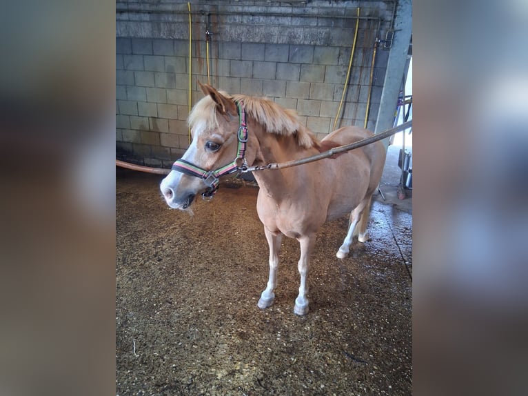 Kuc walijski sekcji A Klacz 22 lat 116 cm Kasztanowata in Stroe