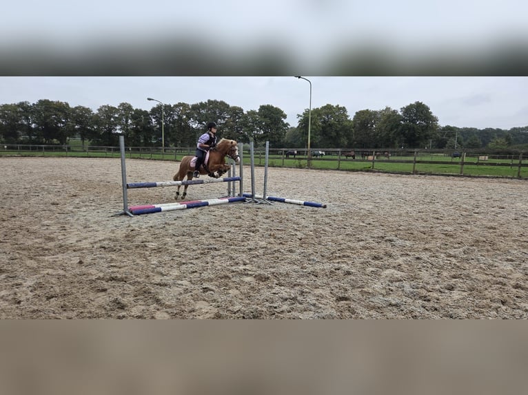 Kuc walijski sekcji A Klacz 22 lat 116 cm Kasztanowata in Stroe