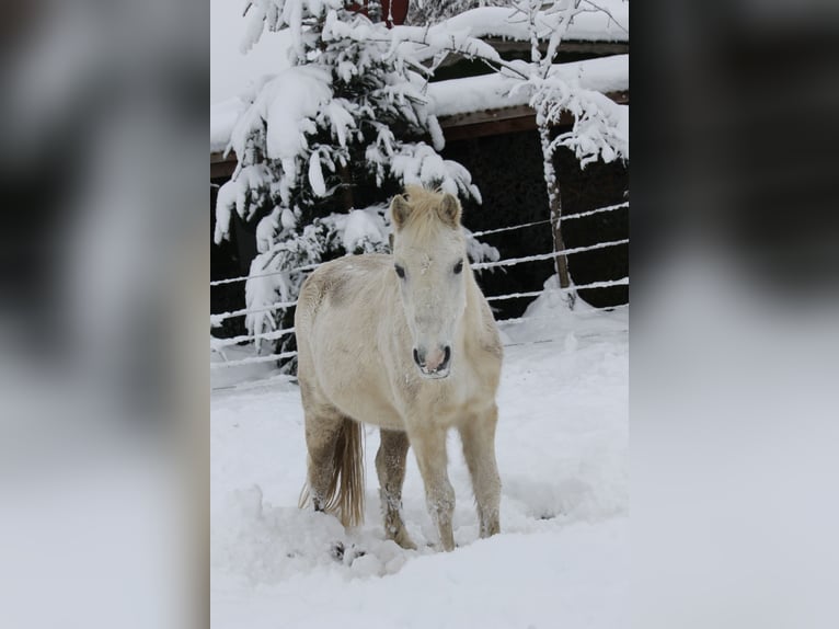 Kuc walijski sekcji A Mix Klacz 28 lat 125 cm Siwa in Ellzee