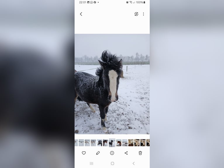 Kuc walijski sekcji A Klacz 2 lat 115 cm Jelenia in Ruurlo