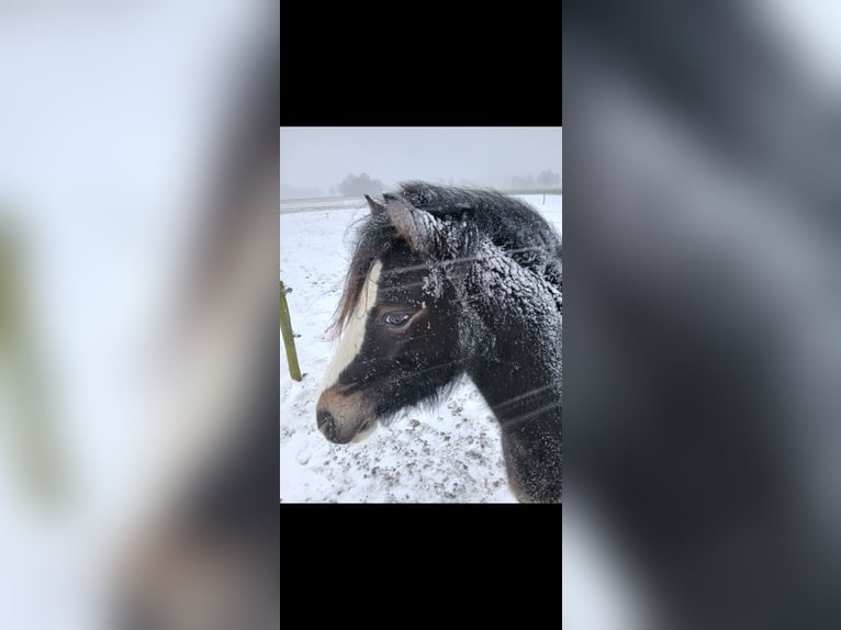 Kuc walijski sekcji A Klacz 2 lat 115 cm Jelenia in Ruurlo