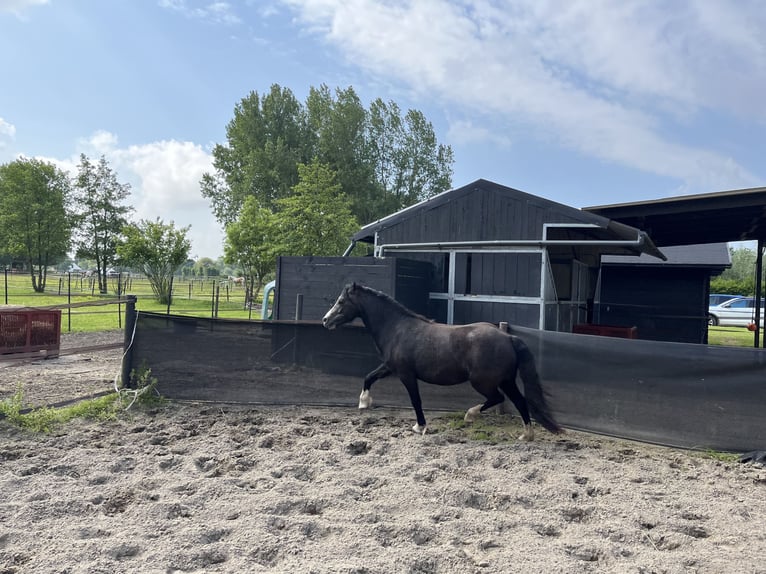 Kuc walijski sekcji A Klacz 2 lat 115 cm Karosiwa in Oostvoorne