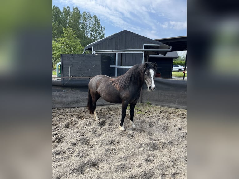 Kuc walijski sekcji A Klacz 2 lat 115 cm Karosiwa in Oostvoorne