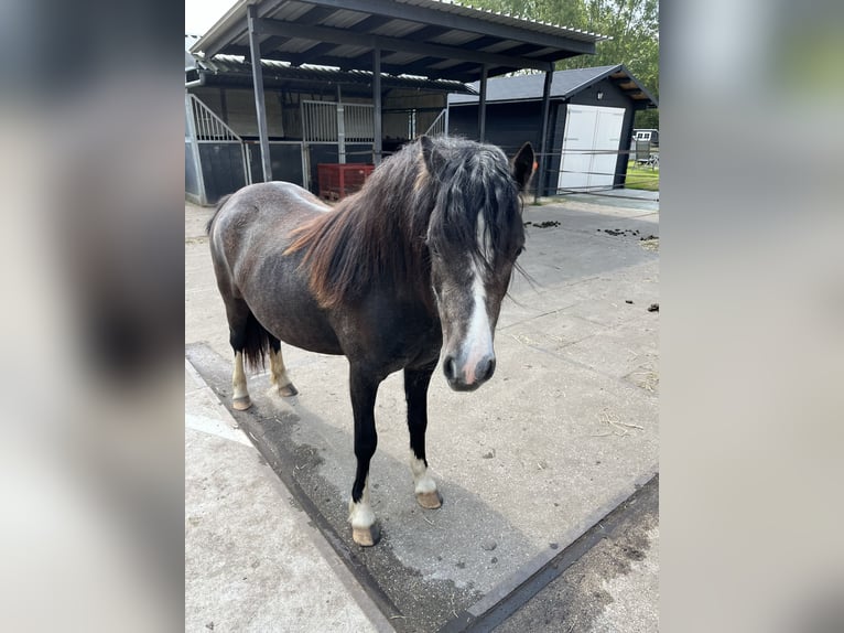 Kuc walijski sekcji A Klacz 2 lat 115 cm Karosiwa in Oostvoorne