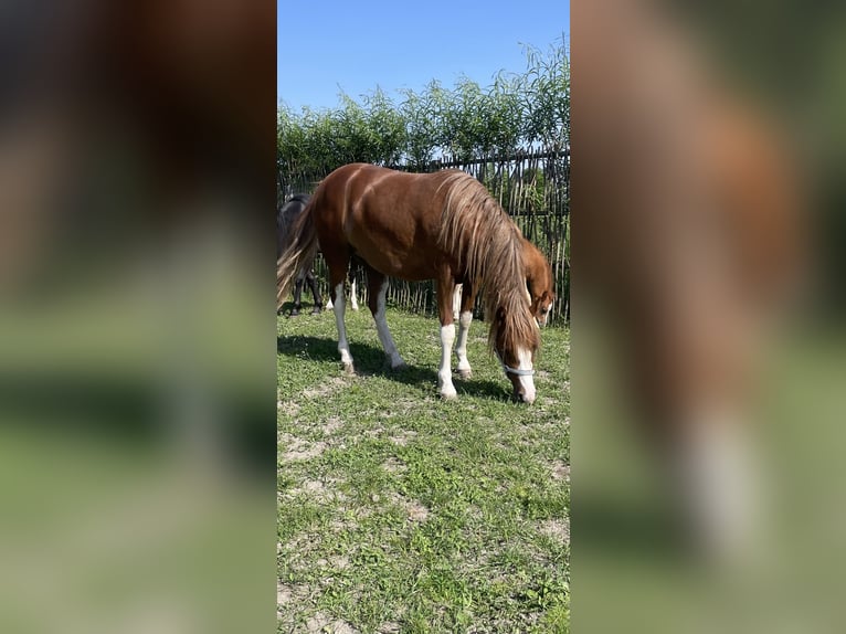 Kuc walijski sekcji A Klacz 2 lat 115 cm Kasztanowata in Poddębice