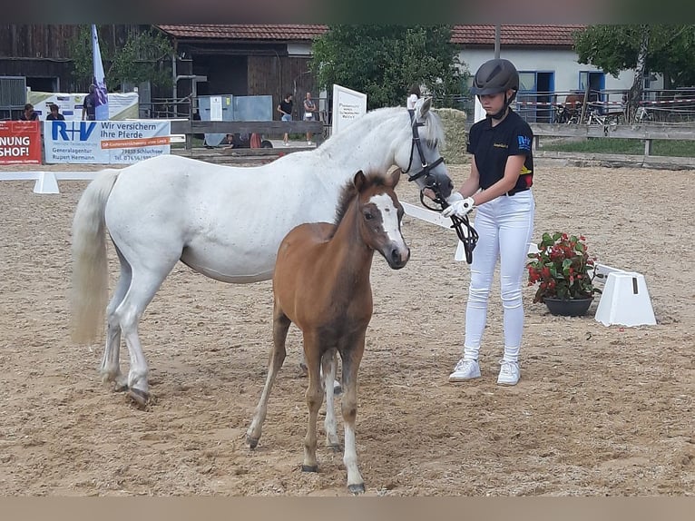 Kuc walijski sekcji A Klacz 2 lat 116 cm Siwa in Dischingen