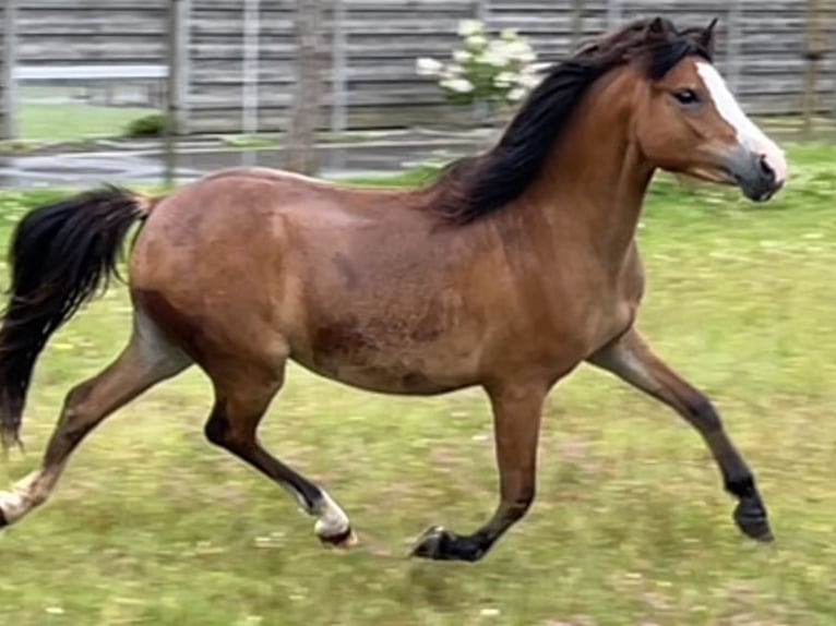 Kuc walijski sekcji A Klacz 2 lat 117 cm Jasnogniada in Kampenhout