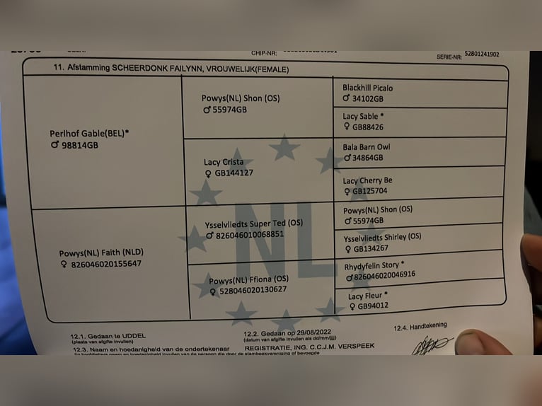 Kuc walijski sekcji A Klacz 2 lat 117 cm Jasnogniada in Kampenhout