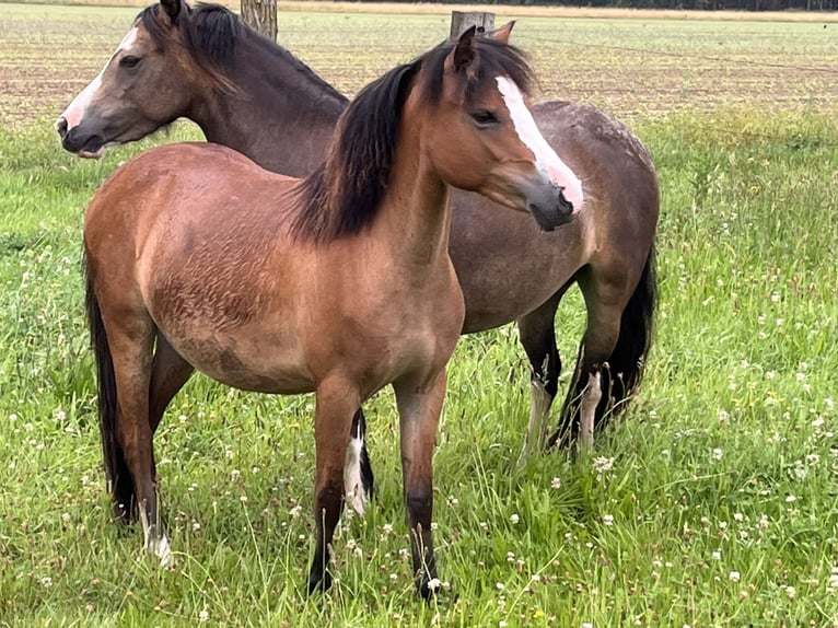 Kuc walijski sekcji A Klacz 2 lat 117 cm Jasnogniada in Kampenhout