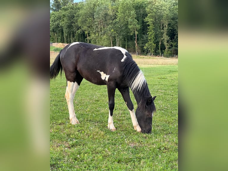 Kuc walijski sekcji A Mix Klacz 2 lat 120 cm Srokata in Bonfol