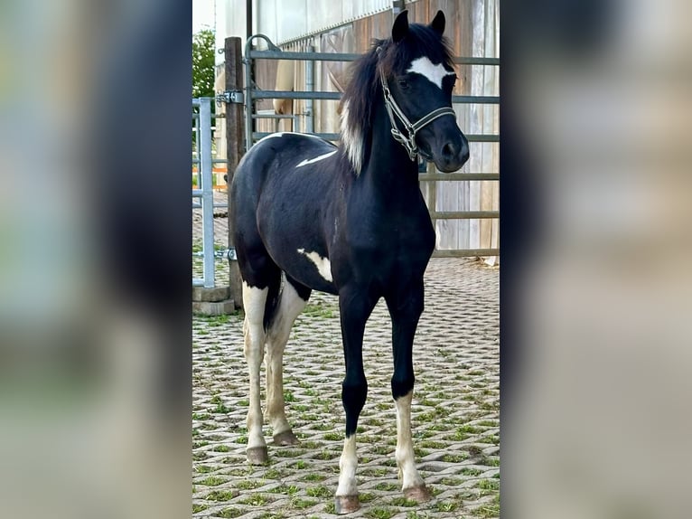 Kuc walijski sekcji A Mix Klacz 2 lat 120 cm Srokata in Bonfol