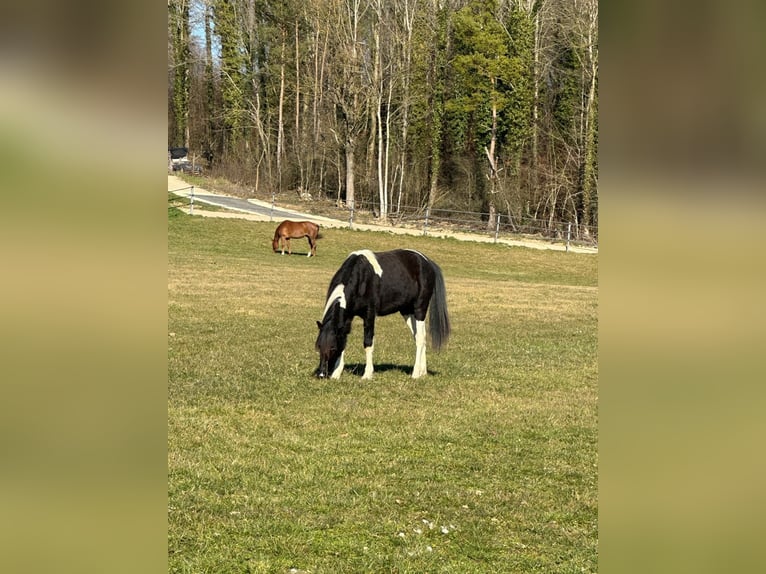 Kuc walijski sekcji A Mix Klacz 2 lat 120 cm Srokata in Bonfol