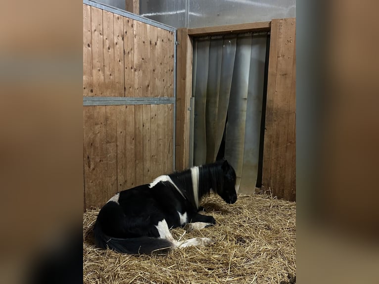 Kuc walijski sekcji A Mix Klacz 2 lat 120 cm Srokata in Bonfol