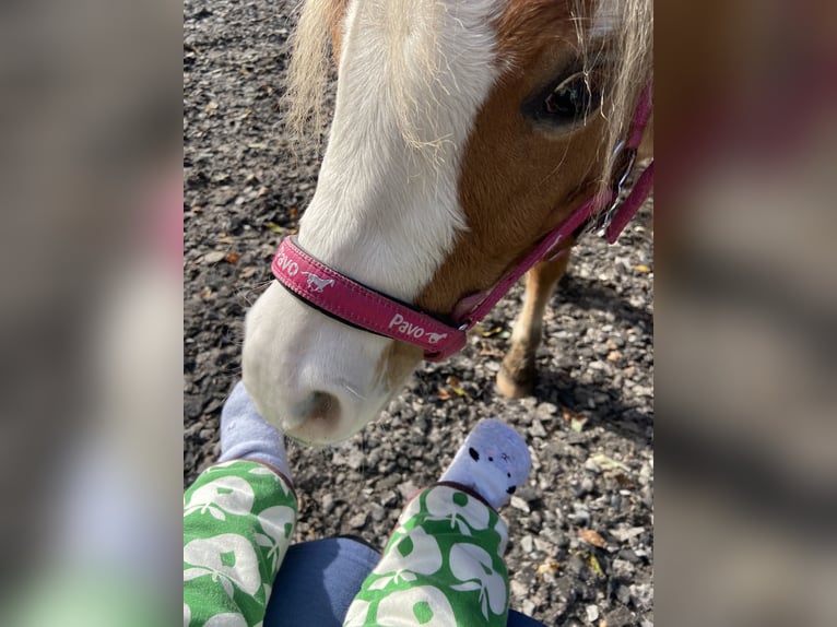 Kuc walijski sekcji A Klacz 3 lat 112 cm Kasztanowata in Norderstedt