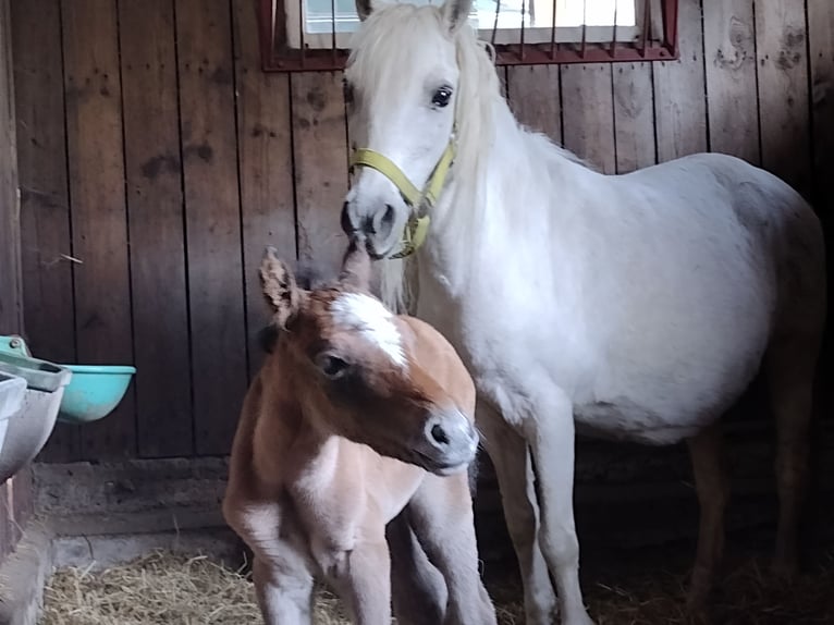 Kuc walijski sekcji A Mix Klacz 3 lat 115 cm Formy Brown Falb in Eggermühlen