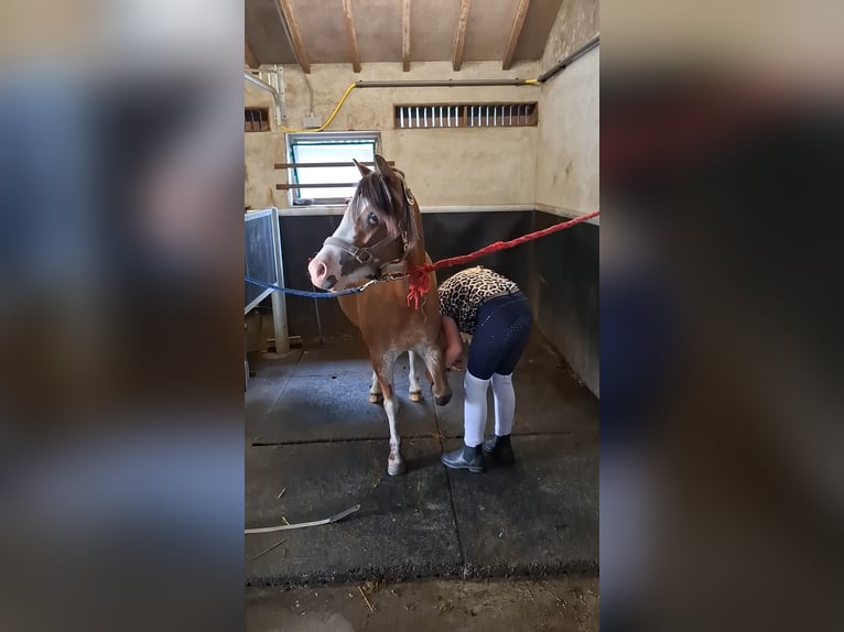 Kuc walijski sekcji A Klacz 3 lat 115 cm Siwa in Castenray