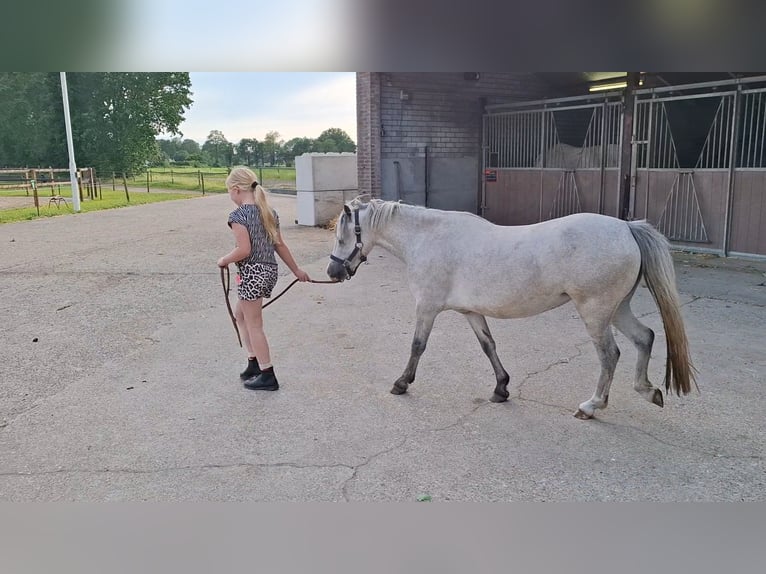 Kuc walijski sekcji A Klacz 3 lat 115 cm Siwa in Castenray