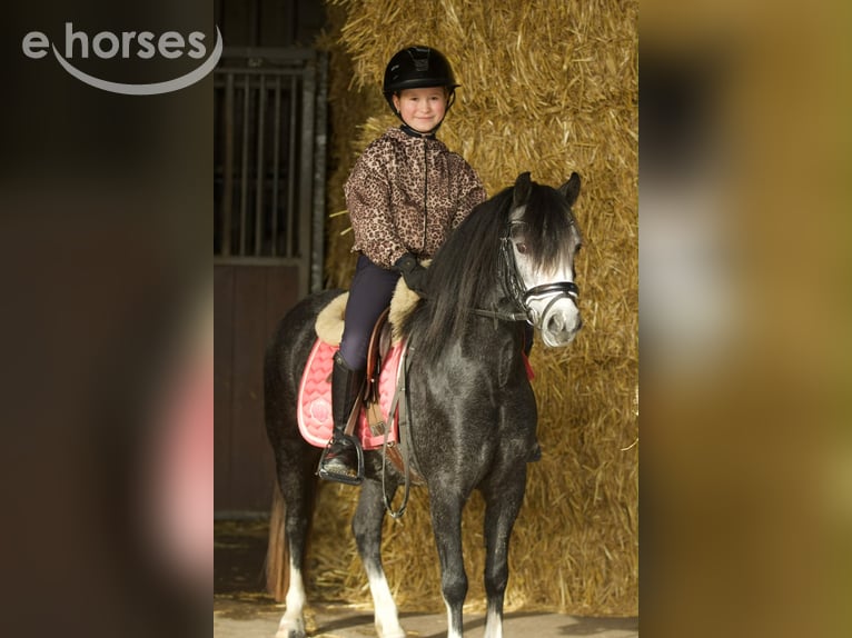 Kuc walijski sekcji A Klacz 3 lat 117 cm Stalowosiwy in Groningen