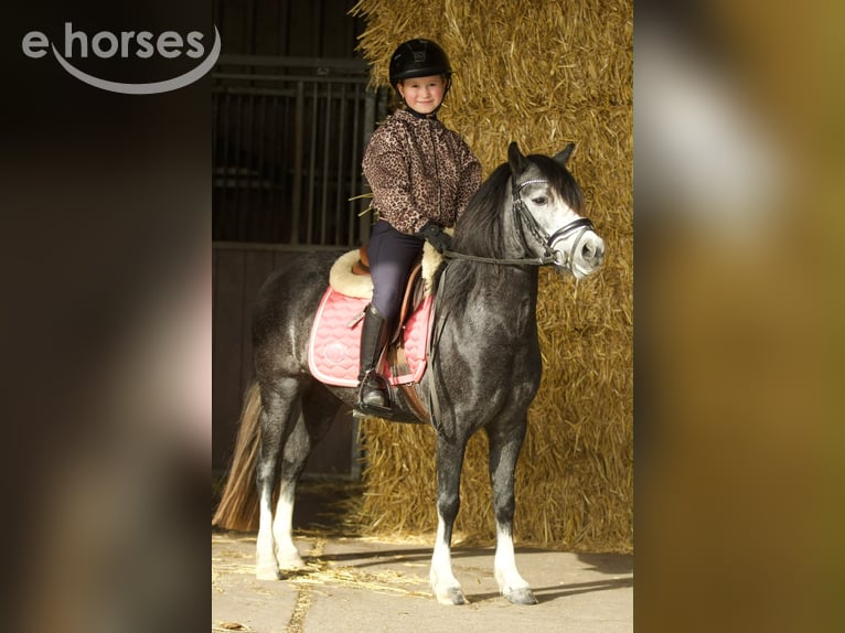 Kuc walijski sekcji A Klacz 3 lat 117 cm Stalowosiwy in Groningen