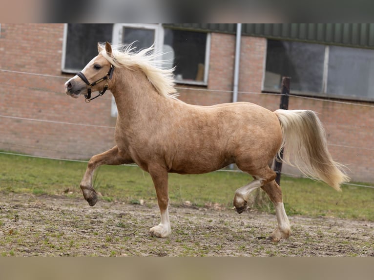 Kuc walijski sekcji A Klacz 3 lat 118 cm Izabelowata in Elim