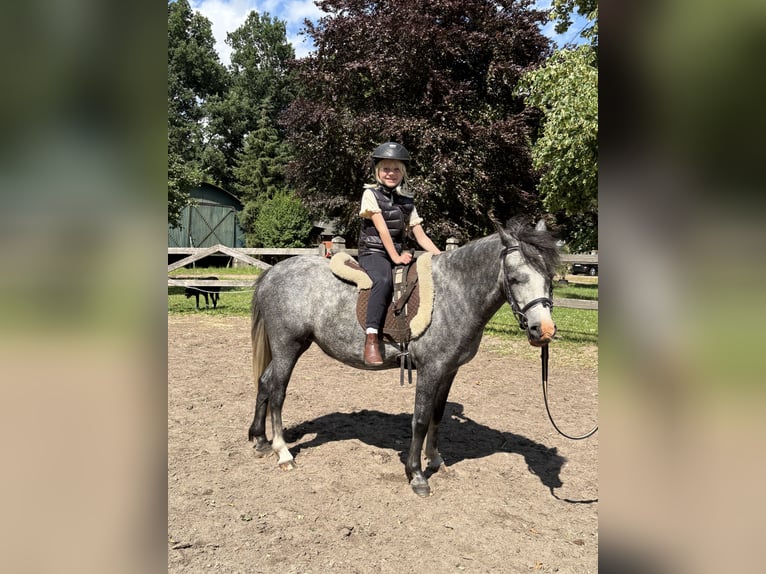 Kuc walijski sekcji A Mix Klacz 3 lat 118 cm Siwa jabłkowita in G&#xF6;ttin