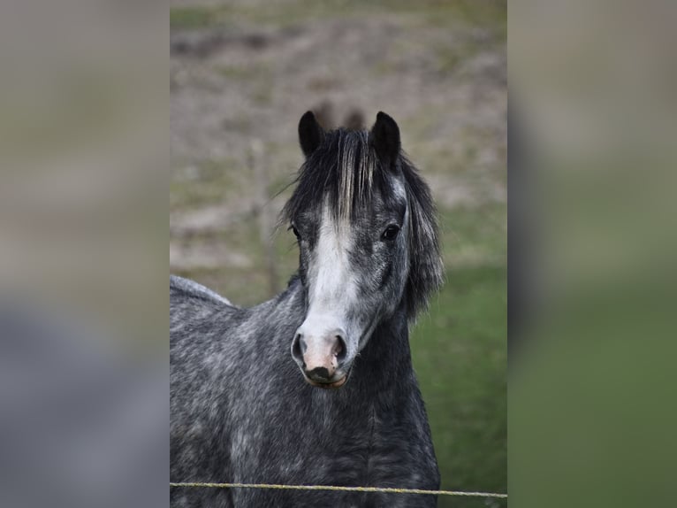 Kuc walijski sekcji A Mix Klacz 3 lat 118 cm Siwa jabłkowita in G&#xF6;ttin
