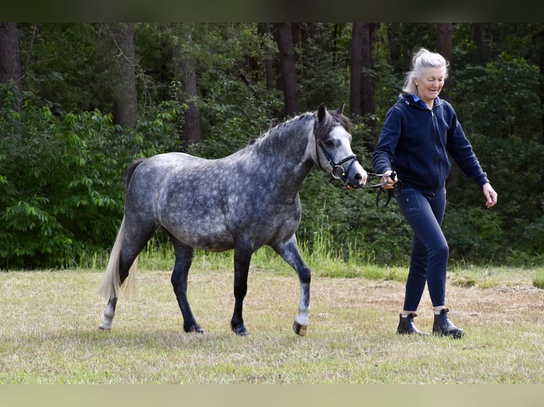Kuc walijski sekcji A Mix Klacz 3 lat 118 cm Siwa jabłkowita in G&#xF6;ttin