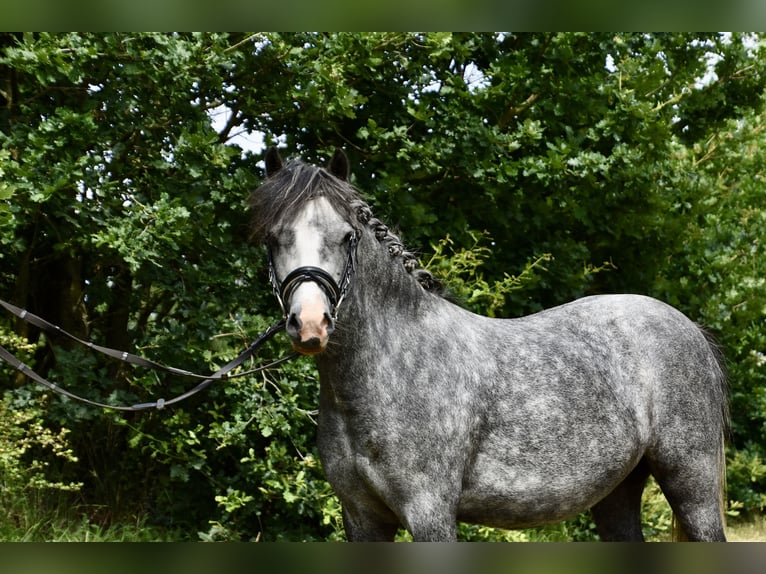 Kuc walijski sekcji A Mix Klacz 3 lat 118 cm Siwa jabłkowita in G&#xF6;ttin