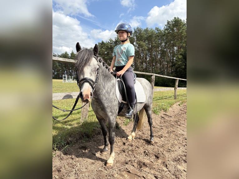 Kuc walijski sekcji A Mix Klacz 3 lat 118 cm Siwa jabłkowita in G&#xF6;ttin