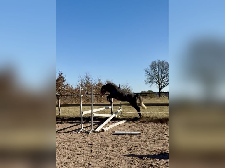 Kuc walijski sekcji A Mix Klacz 3 lat 118 cm Siwa jabłkowita in G&#xF6;ttin