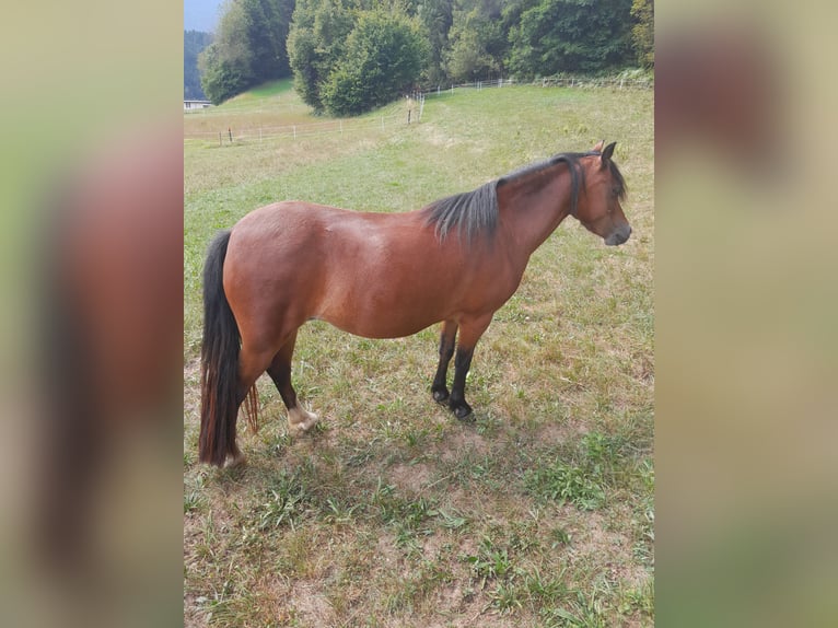 Kuc walijski sekcji A Klacz 3 lat 120 cm Gniada in Hermagor