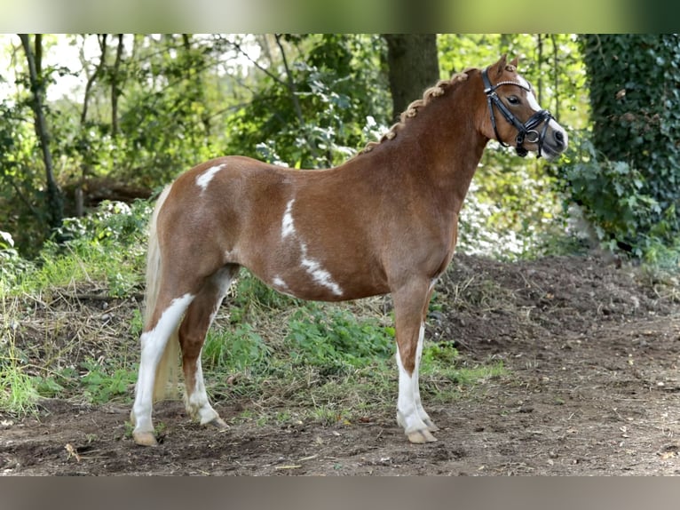 Kuc walijski sekcji A Klacz 3 lat 121 cm Kasztanowata in Aalten