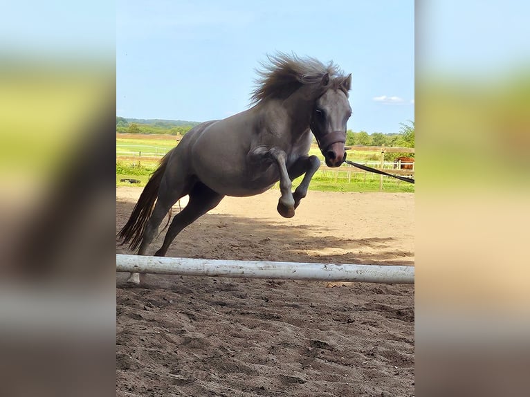 Kuc walijski sekcji A Klacz 3 lat 123 cm Siwa jabłkowita in Groß Rheide