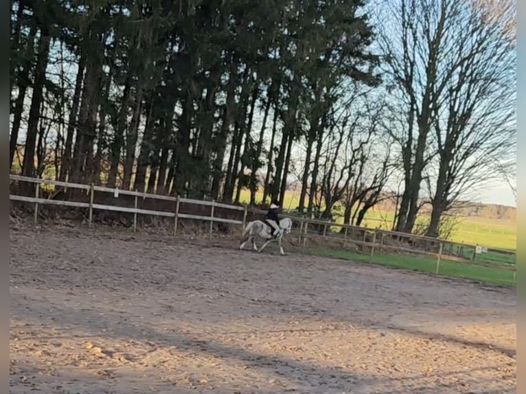 Kuc walijski sekcji A Klacz 3 lat 123 cm Siwa jabłkowita in Groß Rheide