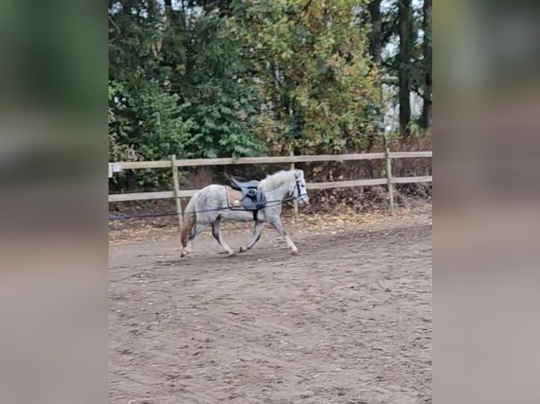 Kuc walijski sekcji A Klacz 3 lat 123 cm Siwa jabłkowita in Groß Rheide