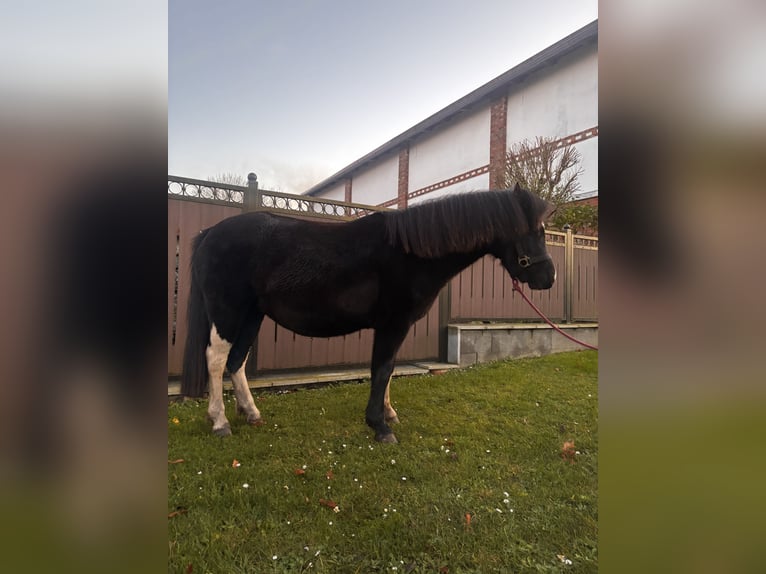 Kuc walijski sekcji A Klacz 3 lat 125 cm Kara in Karst&#xE4;dt