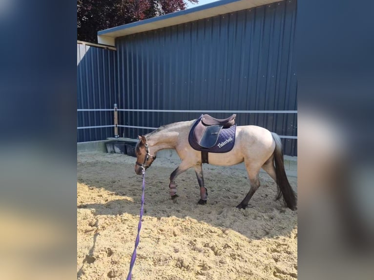 Kuc walijski sekcji A Klacz 3 lat 125 cm Siwa in Goch