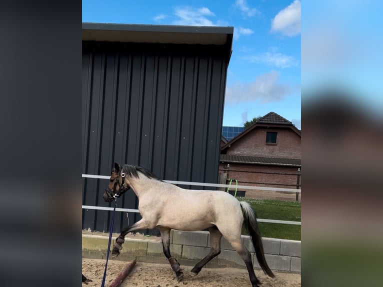 Kuc walijski sekcji A Klacz 3 lat 125 cm Siwa in Goch