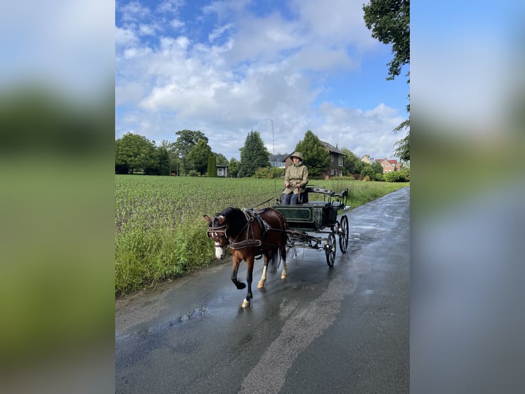 Kuc walijski sekcji A Klacz 4 lat 115 cm Gniada in Ibbenbüren