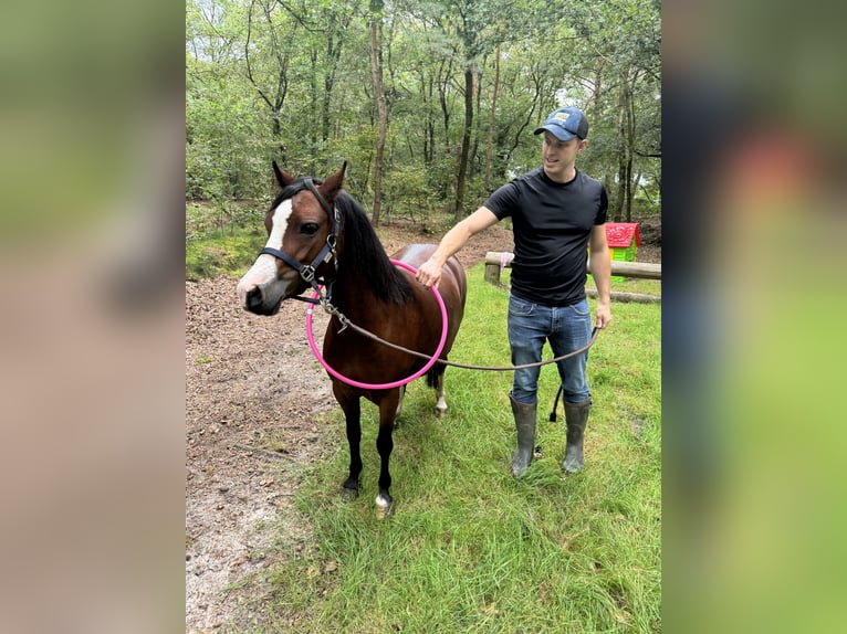 Kuc walijski sekcji A Klacz 4 lat 115 cm Gniada in Ibbenbüren