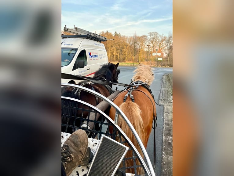 Kuc walijski sekcji A Klacz 4 lat 118 cm Kasztanowata in Halle