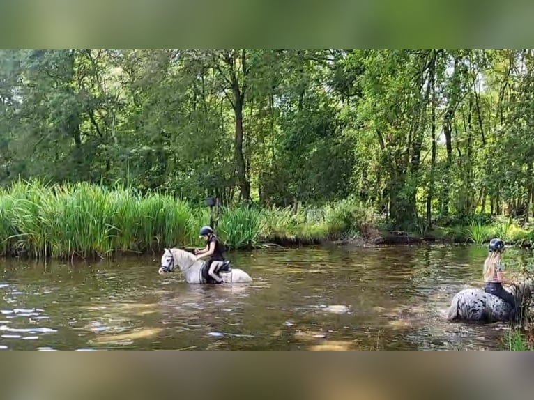 Kuc walijski sekcji A Klacz 4 lat 118 cm Siwa in GROTE-BROGEL