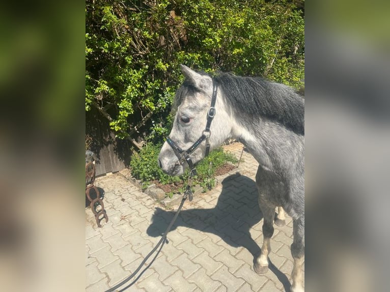 Kuc walijski sekcji A Klacz 4 lat 119 cm Siwa in Loiching