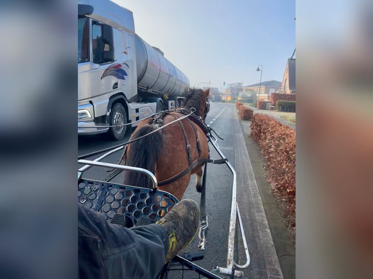 Kuc walijski sekcji A Klacz 4 lat 120 cm Kasztanowatodereszowata in Halle