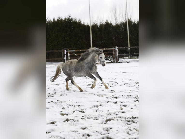 Kuc walijski sekcji A Klacz 4 lat 123 cm Stalowosiwy in Sliedrecht