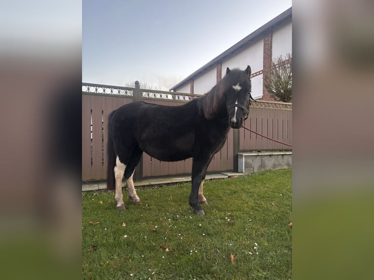 Kuc walijski sekcji A Klacz 4 lat 125 cm Kara in Karstädt