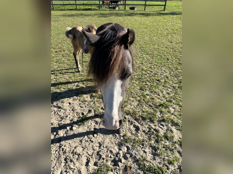 Kuc walijski sekcji A Klacz 4 lat Skarogniada in Hengelo