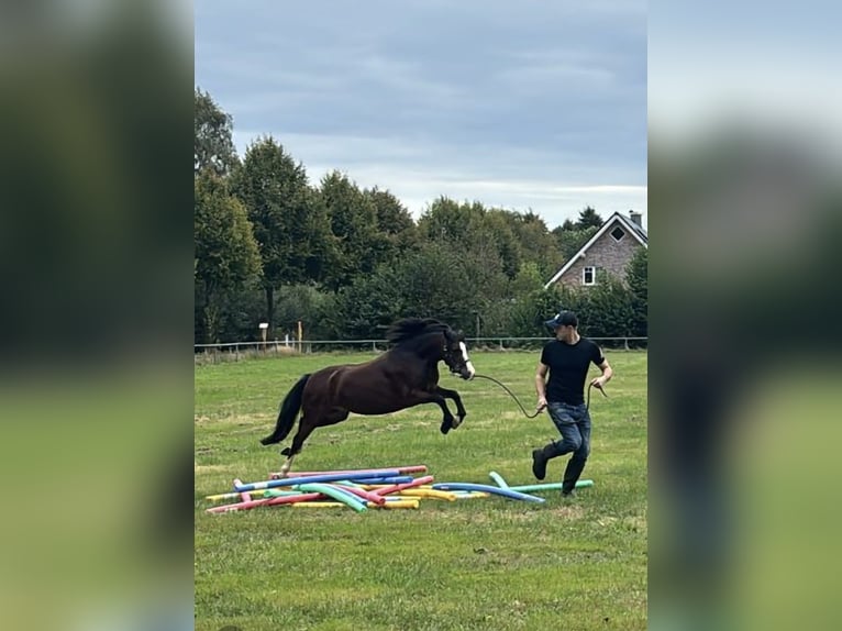 Kuc walijski sekcji A Klacz 5 lat 115 cm Gniada in Ibbenbüren