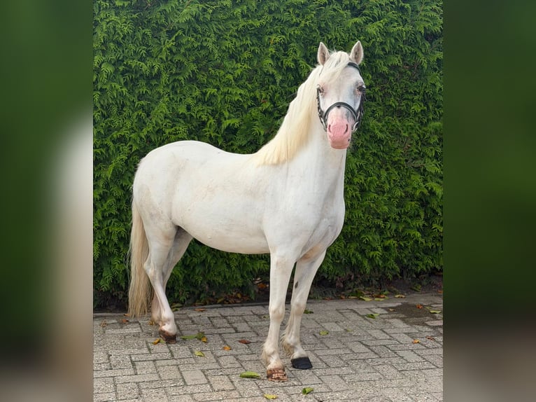 Kuc walijski sekcji A Klacz 5 lat 116 cm Siwa jabłkowita in Putten