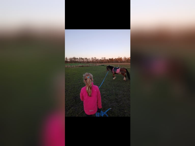 Kuc walijski sekcji A Klacz 5 lat 117 cm Gniada in Ruurlo